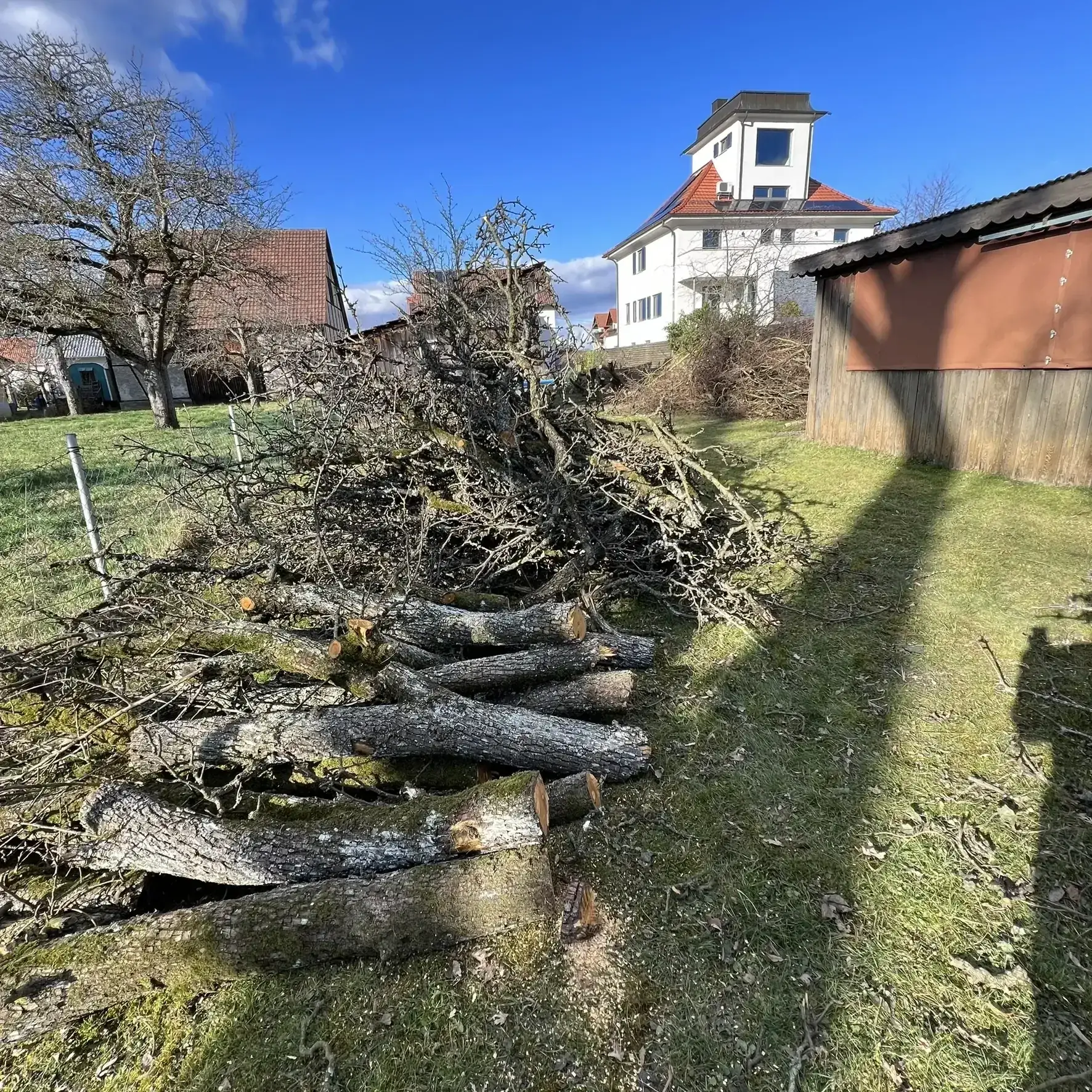 Baumfällung3nacher
